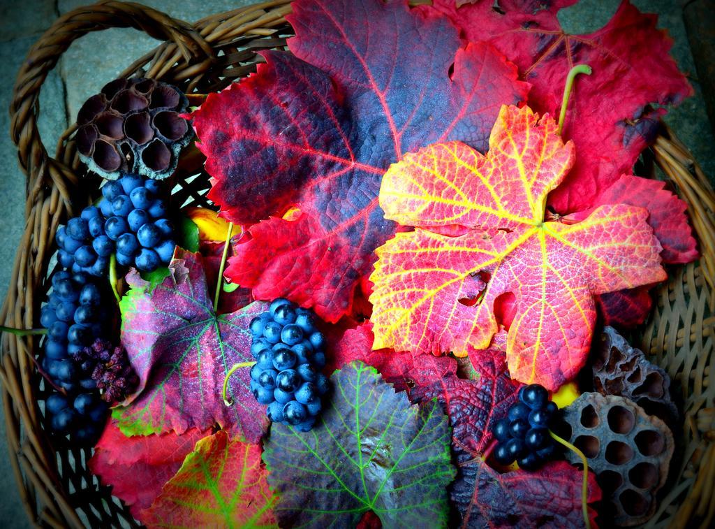 Agriturismo Casa De Colores Moretta Eksteriør billede